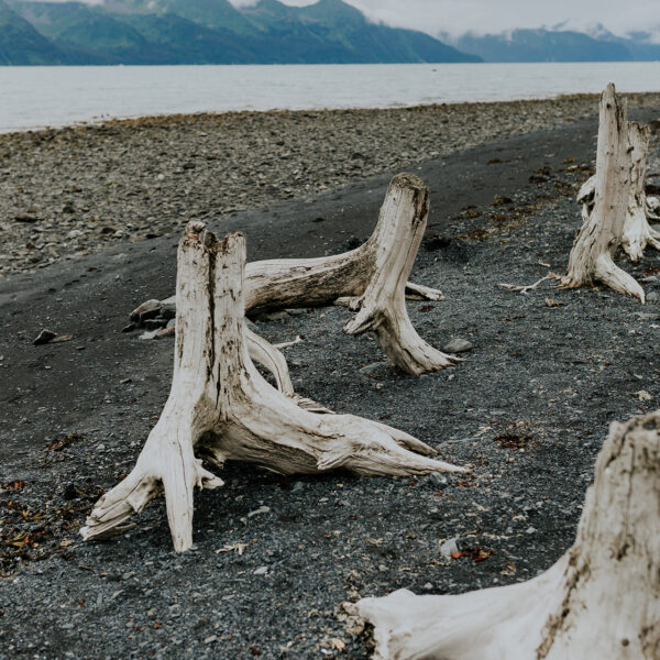 Salted Roots, Seward Alaska
